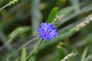 cornflower