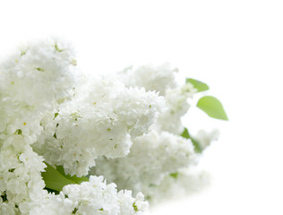 lilac white flowers