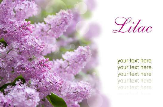 Fototapeta lilac purple flowers