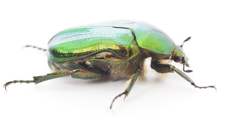 green beetle
