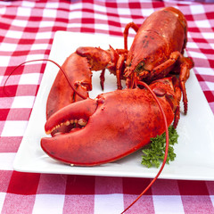 Lobster