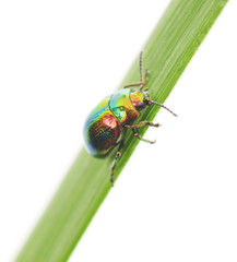 green beetle