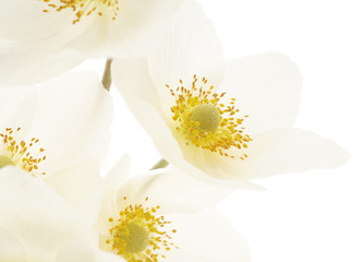 Obraz premium white flowers background