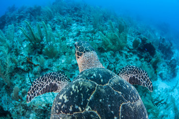 Hawksbill Turtle 5