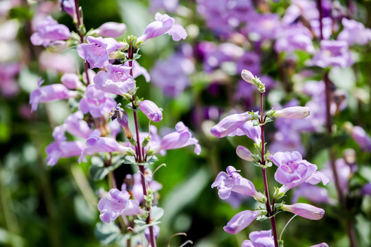 Pikes Peak Purple (Penstemon mexicali)