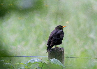 Blackbird