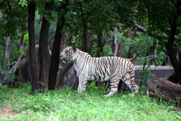 Fototapeta premium Strong healthy white tiger in the woods