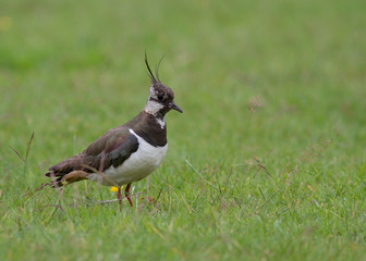 Anellus vanellus