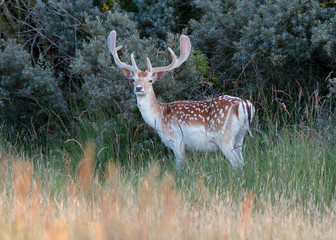 Deer