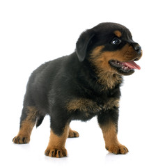 puppy rottweiler