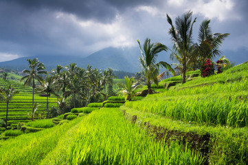 Fototapeta na wymiar Rice terraces of Bali Island, Jatiluwih, near Ubud, Indonesia,