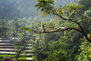 macaque (Macaca fascicularis) in rainforest sitting on tree in S