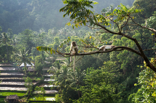 macaque (Macaca fascicularis) in rainforest sitting on tree in S