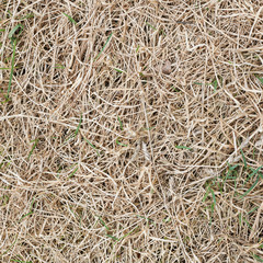 Dried grass fragment