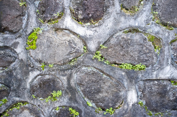 old stone wall with green plant