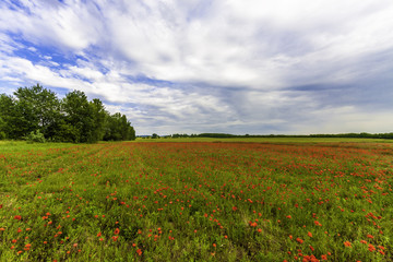 Obraz na płótnie Canvas Poppy field