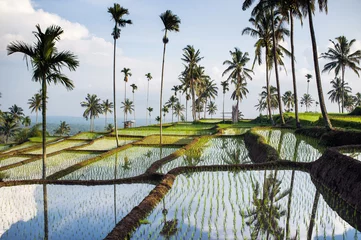Gordijnen Indonesië Rice fields, Senaru, Lombok, Indonesia, Southeast Asia, Asia  © ivoha