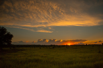 Wheat field at sunset