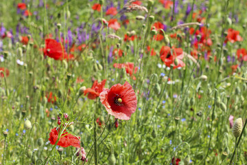 Poppy meadow