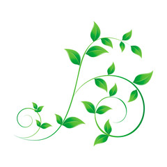 Branch with green leaves