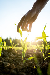 Reaching for young maize plant - obrazy, fototapety, plakaty