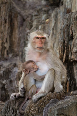 Mom and baby monkeys, breast-feed