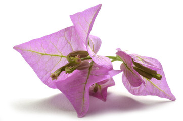 Bougainvillea Trillingblomssläktet Бугенвиллея Bugenwilla