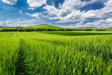Beautiful view of green fields and meadows at sunset in Tuscany