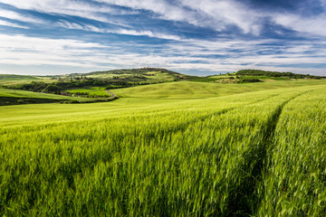 Green field and blue sky in Tuscany