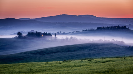 Farm of olive groves and vineyards in foggy morning