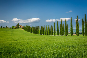 Tuscany road with cypresses trees