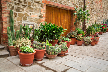Fototapeta na wymiar Porch full of cacti in Tuscany
