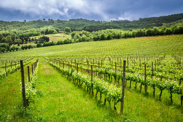 Fototapeta na wymiar Fields of grapes in the summer, Italy
