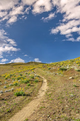 Spring yelow flowers with a trail