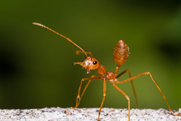 Red weaver ant