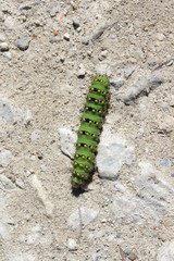 Chenille de petit paon de nuit (Saturnia pavonia)