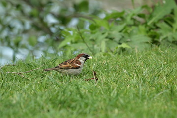 Moineau domestique (passer domesticus)