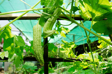 Bitter gourd field