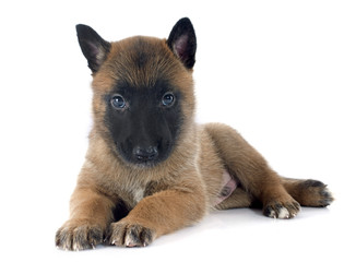 puppy malinois © cynoclub