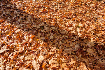 orange leaves
