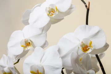 Obraz premium white orchid