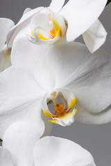 white orchid