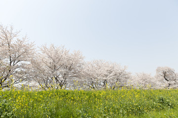 Obraz premium 桜とタンポポ