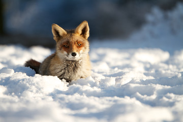 Naklejka na ściany i meble Fox in the snow