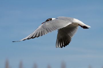Seagull