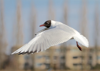 A photo of a seagull