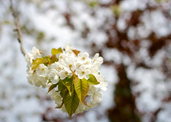 Close-up flower