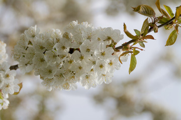 Close-up flower
