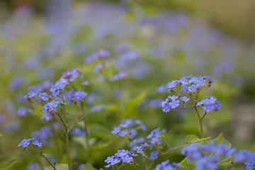 Close-up flower