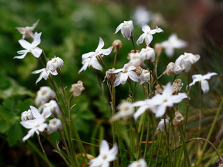 White flowers